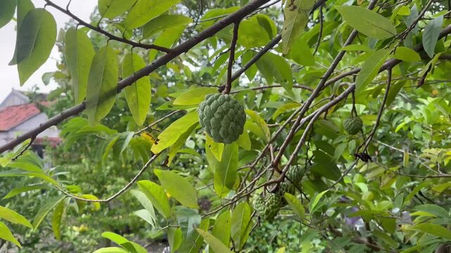 Close up of fresh green srikaya on a tree