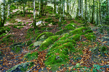 Fototapeta premium Autumn view of the Irati Forest, Selva de Irati in the Spanish province of Navarre in Spain