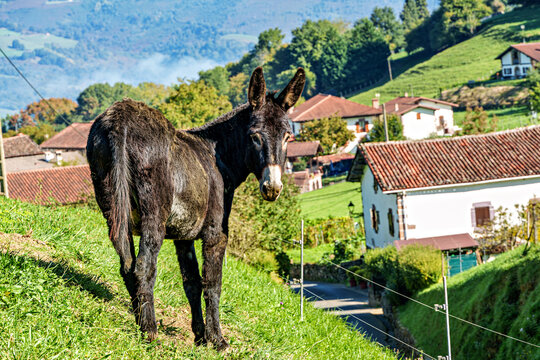 Rural landscape of the Batzan valley in Ziga Navarre Spain. Donkey in the mountains.