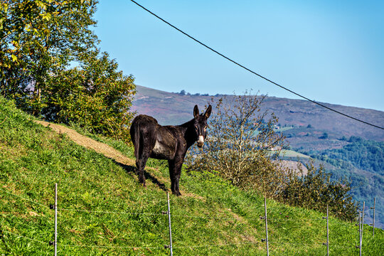 Rural landscape of the Batzan valley in Ziga Navarre Spain. Donkey in the mountains.