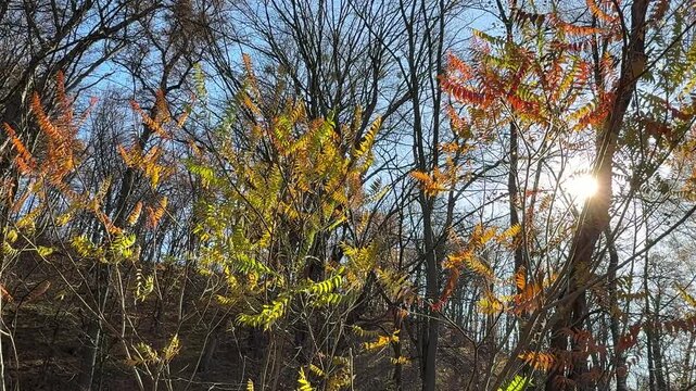 Autumn park trees rhus typhina staghorn sumac with bright colorful foliage.