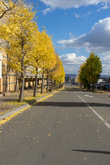 秋のイチョウが色づいた並木道