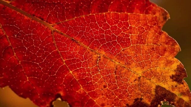 Backlit Autumnal Hues Showcase the vibrant, translucent colors of autumn leaves when illuminated from behind, highlighting the delicate veins.