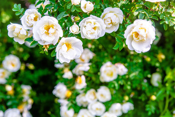 white rose on a green natural background
