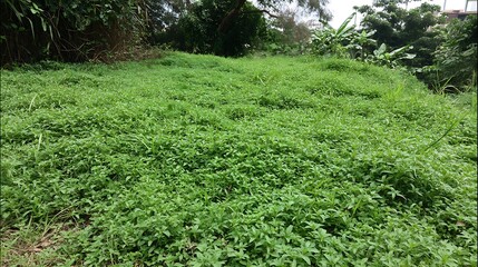 Nature-inspired visual concepts exploring seasons, sustainability, eco lifestyle, and mindfulness through immersive perspectives and diverse artistic styles.