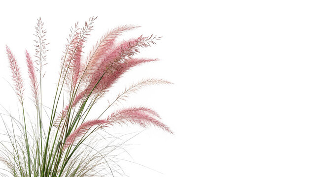 pink muhly grass muhlenbergia capillaris mule isolated on transparent background cut out