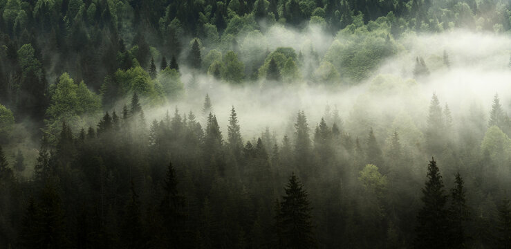 Panorama of fairy tale foggy forest in the morning with sunlight on the mist. Pine trees in fog. Morning light in woodland