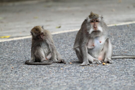 Two long tailed monkeys (Macaca fascicularis). Bali, Indonesia.