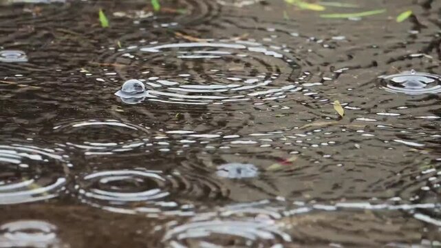 Raindrops falling into a murky puddle with expanding circular ripples and floating water bubbles in slow motion.