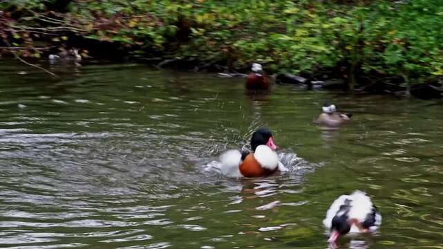 The common goldeneye duck, bucephala clangula is a medium-sized sea duck. The species is named for its golden-yellow eye. 