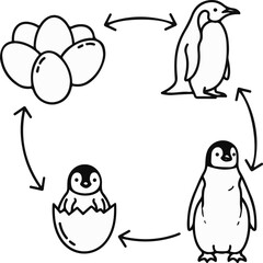 Penguin life cycle eggs, hatching chick, juvenile, adult, and back to eggs