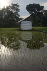 a shelter in the middle of rice fields