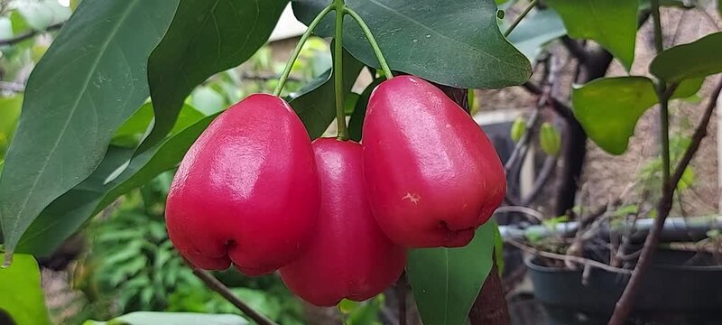 a woman's hand is picking water apple or Syzygium samarangense from its fresh tree. Harvest fresh guava in the garden. 