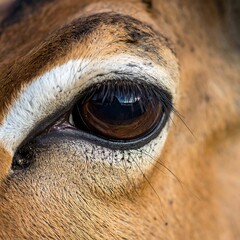 Detailed close-up of an Impala's eye, showcasing its rich brown color, long eyelashes, and intricate textures