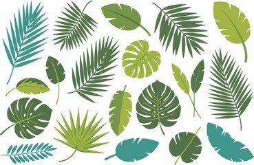 leaf monstera palm banana vector collection botanical elements © AIcon Star