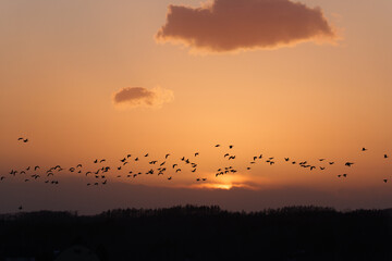 夕焼け空とマガンの群れ
