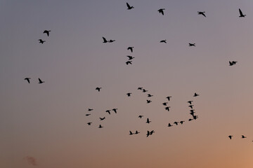 夕焼け空とマガンの群れ