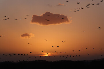 夕焼け空とマガンの群れ