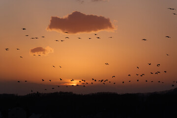 夕焼け空とマガンの群れ