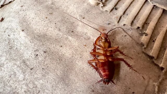 Close-up of a dead brown cockroach lying on its back on a dusty floor near cardboard debris. Detailed macro view highlights legs, antennae, and texture in an indoor pest control context.