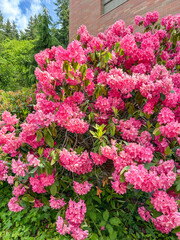 Rhododendron Bloom