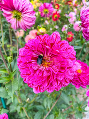 Dahlia and Bee