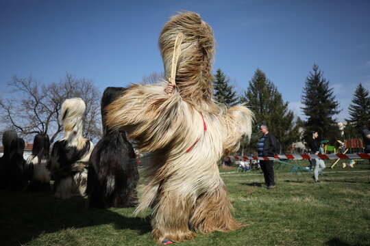 Zemen, Bulgaria - March 15, 2025: Masquerade festival Surva in Zemen, Bulgaria. People with mask called Kukeri dance and perform to scare the evil spirits.