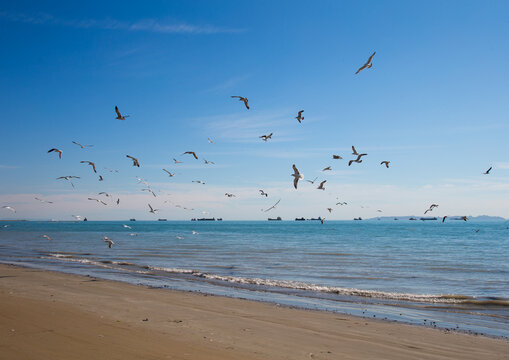 Seagulls on the seaside, Hormozgan, Bandar abbas, Iran