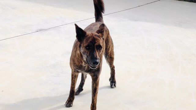 Dog Displaying Alert to Relaxed Behavior Sequence Yawning Outdoors White Floor