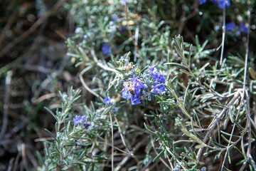 Honeybee collecting nectar from blooming rosemary flowers in a garden. © IgalFei
