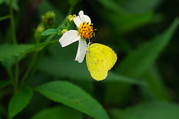 Close-up of a Common Grass Yellow butterfly (Eurema hecabe) perched on a white daisy flower. © Akhmad
