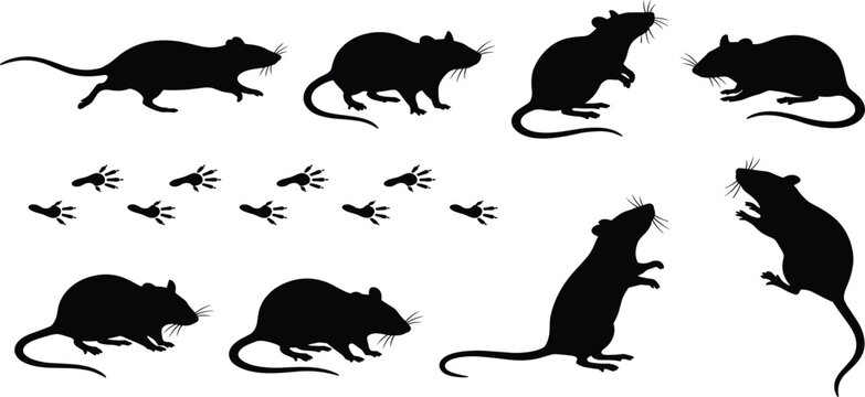 Black Silhouette Set of Rats and Mice in Various Poses with Footprint Tracks for Pest Control Wildlife Education and Rodent Vector Illustration