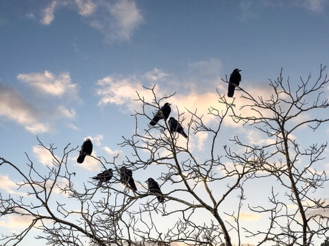  Des corbeaux freux (Corvus frugilegus) perch&eacute;s sur un arbres aux branches d&eacute;nud&eacute;es sous un ciel bleu hivernal