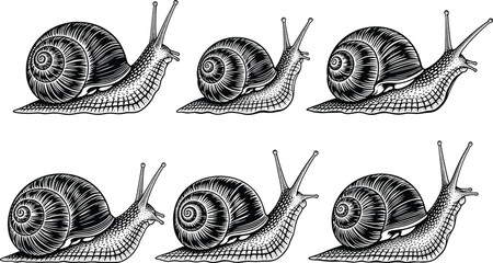 Hand Drawn Snail Vector Illustration Set Featuring Garden Snails with Spiraled Shells for Nature Wildlife Biology and Slow Living Concept © Najmin