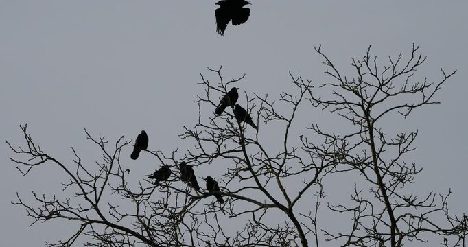 De nombreux corbeaux freux (Corvus frugilegus) perch&eacute;s et regroup&eacute;s sur des branches sans feuilles d'un vieux noyer par un matin hivernal