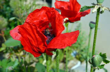 Papaver Orientale
