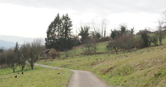 Un colonie de nombreux corbeaux freux (Corvus frugilegus) se rassemblent dans un verger picorant &ccedil;&agrave; et l&agrave; avant de migrer en vol serr&eacute;

