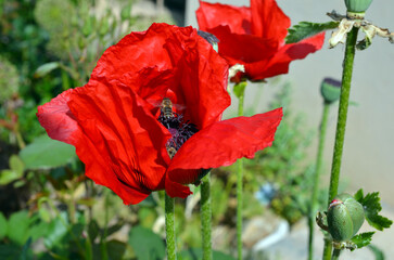 Papaver Orientale