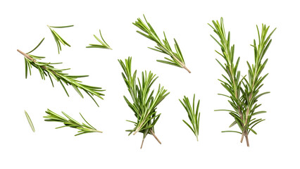 Fototapeta premium Fresh Rosemary Sprigs Isolated On Black Background
