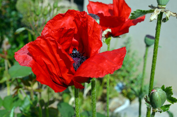 Papaver Orientale