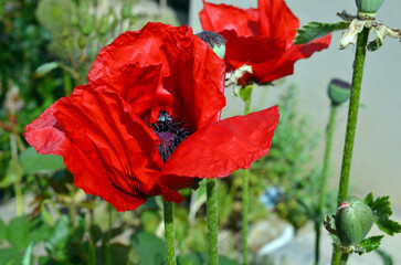 Papaver Orientale