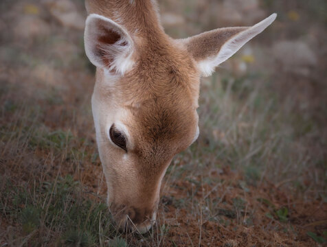 Daim, portrait de biche juvenile, d&eacute;partement des Alpes de Hautes Provence, France 