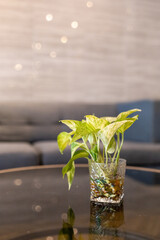 Top view of Golden Pothos in Glass vase on the table, focus selective © Kampol