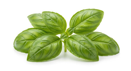 Fresh green basil leaves with vibrant and healthy appearance on white background
