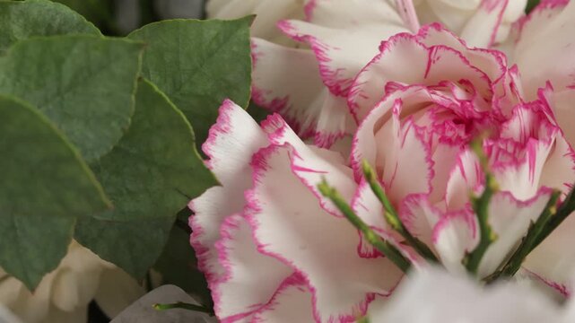 &OElig;illet rose et blanc en gros plan, fleur d&eacute;corative printani&egrave;re