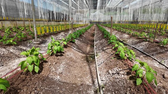 Green Pepper Plants Growing in Greenhouse during Sunny Day