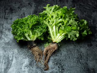 bunch of fresh green lettuce