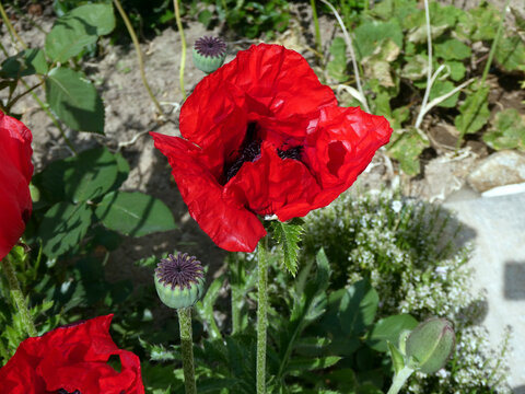 Palaver Orientale