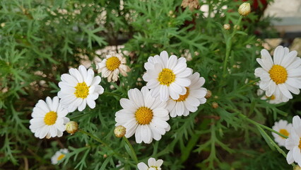 Obraz premium White daisy flowers with yellow centers blooming in green garden