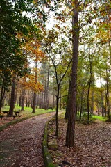 Fototapeta premium Forest Road Surrounded by Trees